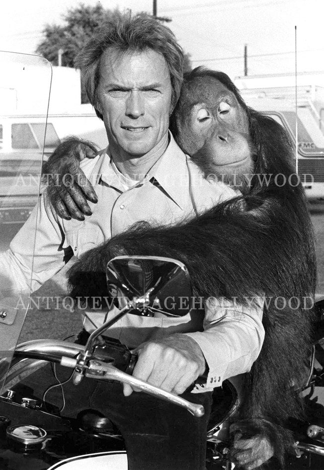 Actor Clint Eastwood with an orangutan named Manis in the 1978 comedy *Every Which Way but Loose*. А00083